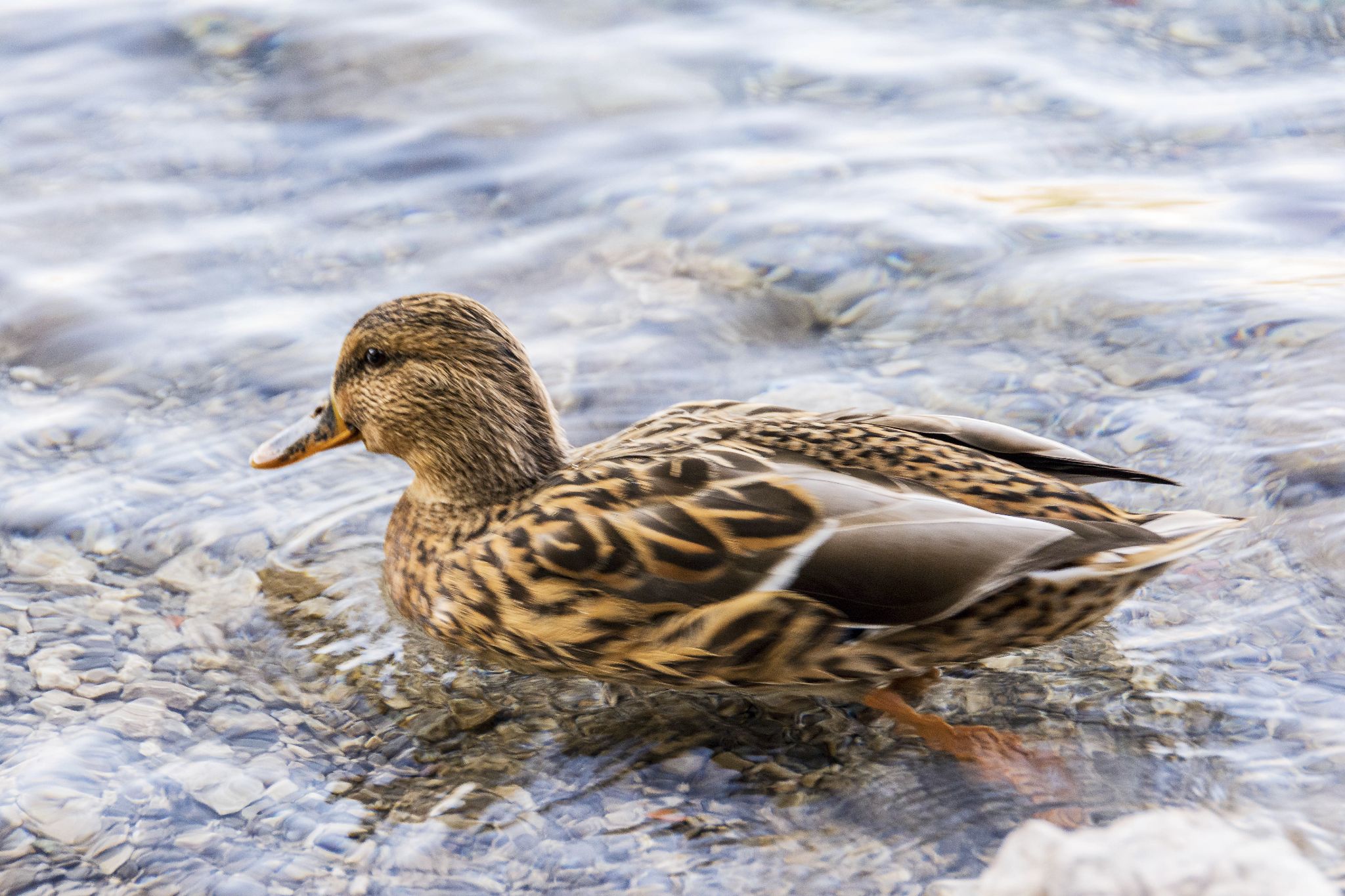 Kajaktour Eibsee 09.10.2021